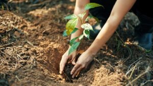 The Benefits of Plant Nurseries Webfreen.com: A Comprehensive Guide